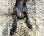 Small #7 Rat Terrier