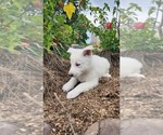 Small #2 German Shepherd Dog