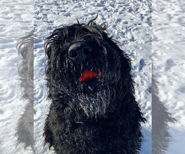 Medium Photo #1 Black Russian Terrier Puppy For Sale in S CHARLESTON, WV, USA