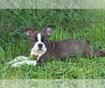 Small #4 Boston Terrier
