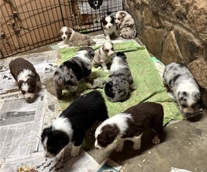 Australian Shepherd Puppy for sale in CONYERS, GA, USA