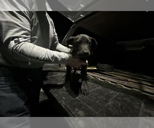 Medium Photo #1 American Pit Bull Terrier-Unknown Mix Puppy For Sale in Ocala, FL, USA