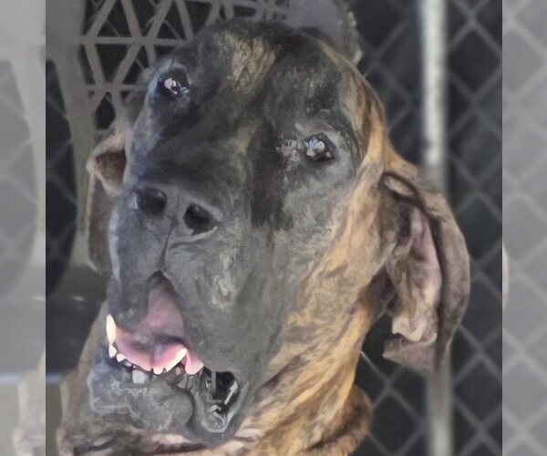 Medium Photo #1 Great Dane Puppy For Sale in Palm Beach, FL, USA