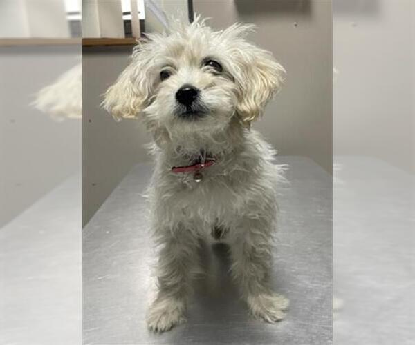 Medium Photo #1 Maltese-Unknown Mix Puppy For Sale in Redlands, CA, USA