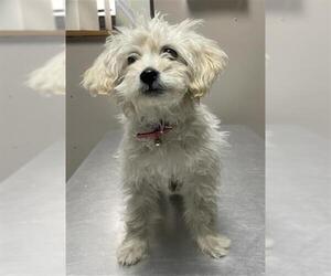 Maltese-Unknown Mix Dogs for adoption in Redlands, CA, USA