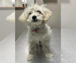 Small Maltese Mix
