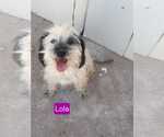 Small #1 Mutt