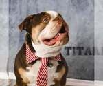 Small Photo #1 Olde English Bulldogge Puppy For Sale in PINE VILLAGE, IN, USA