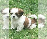 Small Photo #6 Shih Tzu Puppy For Sale in MC KINNEY, TX, USA