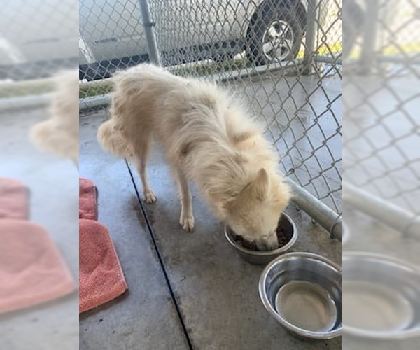 Medium Photo #20 American Eskimo Dog Puppy For Sale in Pikesville, MD, USA