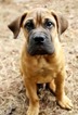 Small Photo #9 Bullmastiff Puppy For Sale in LIMERICK, PA, USA