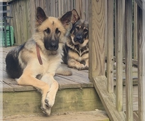 Mother of the German Shepherd Dog puppies born on 05/23/2022