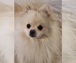 Father of the Pomeranian puppies born on 12/01/2022