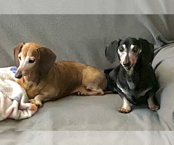 Medium Photo #3 Dachshund Puppy For Sale in Tampa, FL, USA