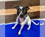 Small #9 American Pit Bull Terrier-Pointer Mix