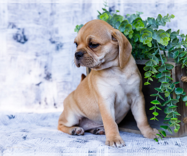 Medium Photo #5 Puggle Puppy For Sale in WAKARUSA, IN, USA