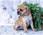 Small Photo #5 Puggle Puppy For Sale in WAKARUSA, IN, USA