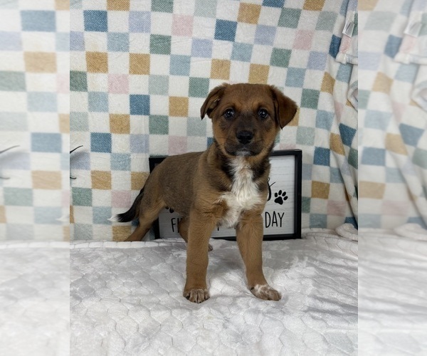 Medium Photo #2 Australian Cattle Dog Puppy For Sale in FRANKLIN, IN, USA