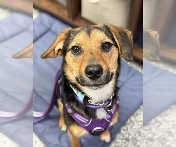 Medium Photo #1 Mutt Puppy For Sale in Bemidji, MN, USA