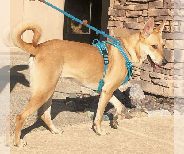 Medium Photo #3 Carolina Dog Puppy For Sale in Oro Valley, AZ, USA