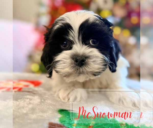 Medium Photo #1 Mal-Shi Puppy For Sale in ADDISON, IL, USA