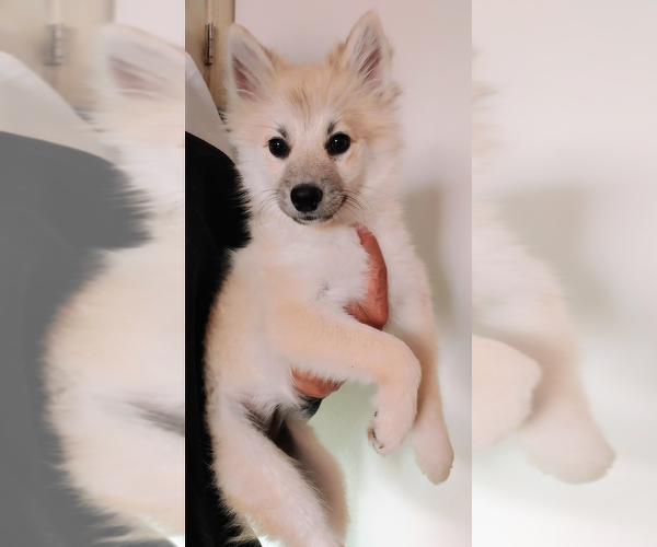 Medium Photo #1 Pomsky Puppy For Sale in LOVELAND, CO, USA