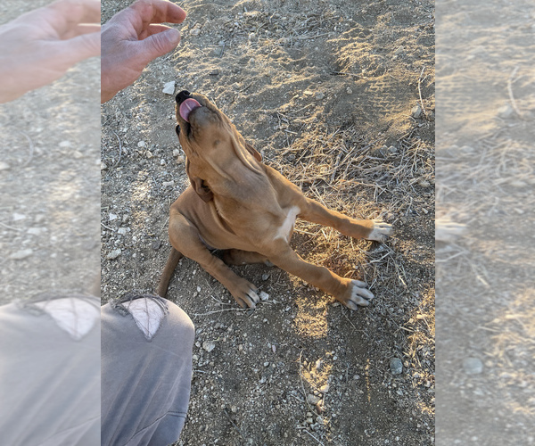 Medium Photo #53 Rhodesian Ridgeback Puppy For Sale in MORONGO VALLEY, CA, USA