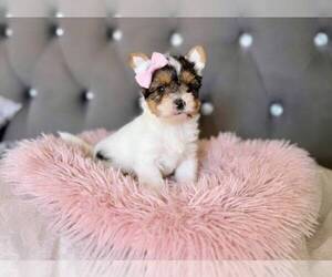 Biewer Terrier Puppy for sale in SAN DIEGO, CA, USA