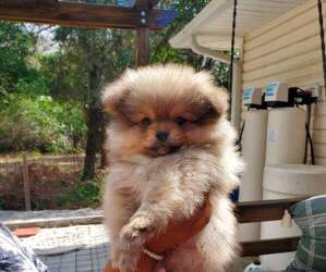 Shiranian Puppy for sale in NAPLES, FL, USA