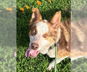 Australian Cattle Dog-Huskies  Mix Dogs for adoption in Woodland, CA, USA