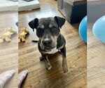 Small #29 American Staffordshire Terrier Mix