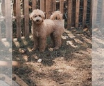Small Photo #1 Goldendoodle Puppy For Sale in SYLVA, NC, USA