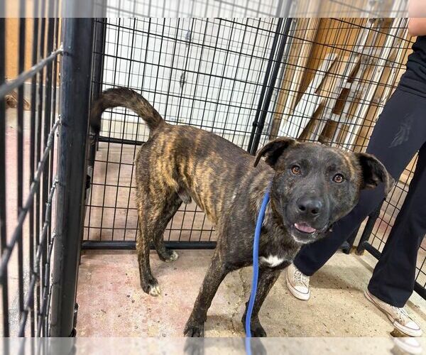 Medium Photo #1 Mutt Puppy For Sale in Calgary, Alberta, Canada