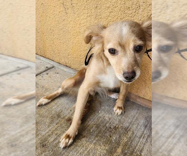 Medium Photo #1 Chihuahua-Unknown Mix Puppy For Sale in San Antonio, TX, USA