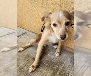 Chihuahua-Unknown Mix Dogs for adoption in San Antonio, TX, USA