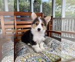 Brooks - Male Pembroke Welsh Corgi Puppy for Sale - Photo #8
