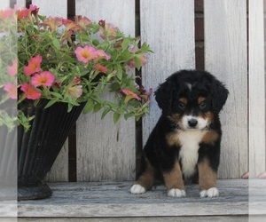 Bernedoodle (Miniature) Puppy for sale in FREDERICKSBURG, OH, USA