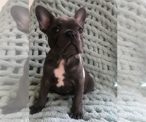 French Bulldog Puppy for sale in GILROY, CA, USA