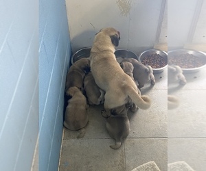 Mother of the Pug puppies born on 10/15/2020
