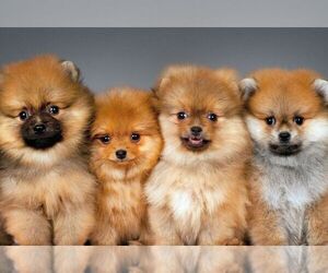 Pomeranian Puppy for sale in NEW YORK, NY, USA