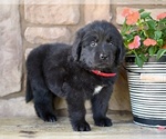 Small #1 Newfoundland