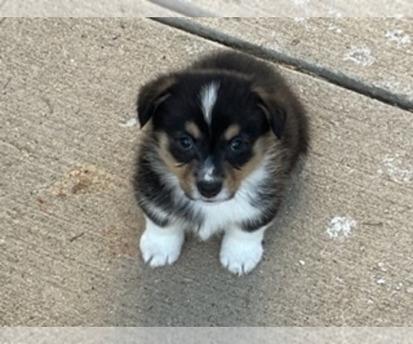 Medium Photo #5 Pembroke Welsh Corgi Puppy For Sale in GREELEY, CO, USA