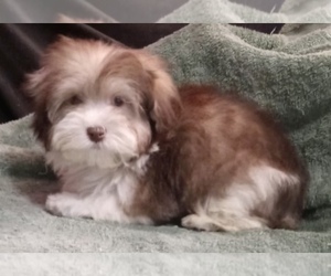 Havanese Puppy for sale in LIVONIA, MI, USA