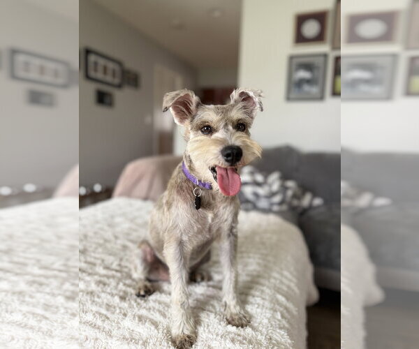 Medium Photo #1 Mutt Puppy For Sale in Menifee, CA, USA