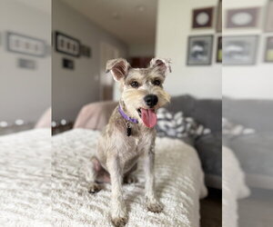 Mutt Dogs for adoption in Menifee, CA, USA