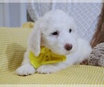 Small Photo #3 Poodle (Miniature)-Sheepadoodle Mix Puppy For Sale in SHIPSHEWANA, IN, USA