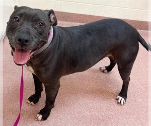 Staffordshire Bull Terrier-Unknown Mix Dogs for adoption in Ogden, UT, USA