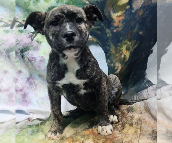 Medium Photo #1 American Pit Bull Terrier-Unknown Mix Puppy For Sale in Wetumpka, AL, USA
