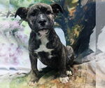 Small American Pit Bull Terrier Mix