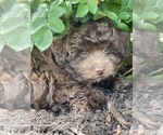Small #2 Havanese